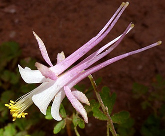 Aquilegia micrantha