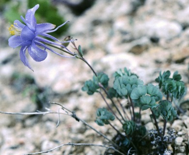 Aquilegia scopulorum