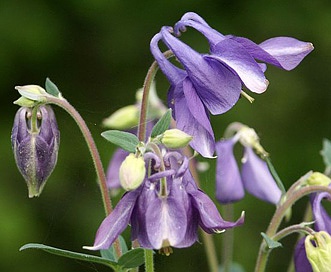 Aquilegia vulgaris