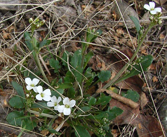 Arabidopsis lyrata