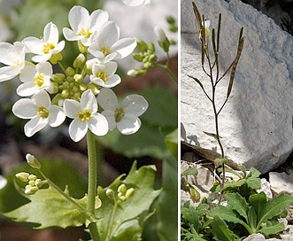 Arabis alpina