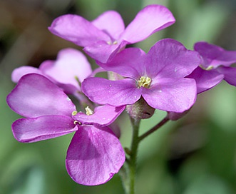 Arabis blepharophylla