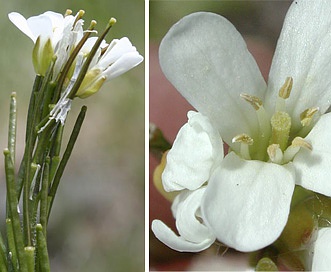 Arabis eschscholtziana