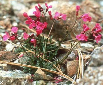 Arabis mcdonaldiana