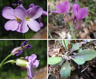 Arabis modesta