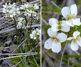 Arabis nuttallii