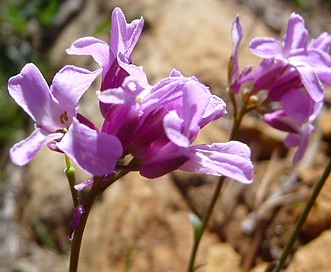 Arabis oregana