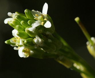 Arabis pycnocarpa