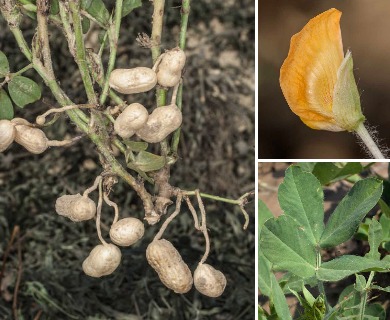 Arachis hypogaea