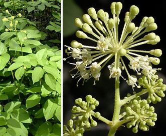 Aralia californica