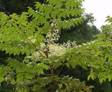 Aralia elata