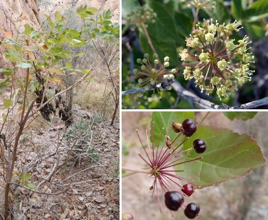 Aralia humilis