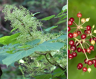 Aralia racemosa