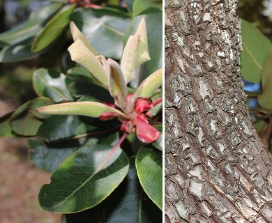 Arbutus madrensis
