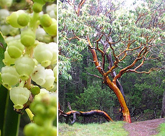 Arbutus menziesii