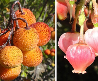 Arbutus unedo