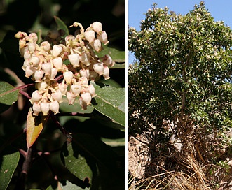 Arbutus xalapensis