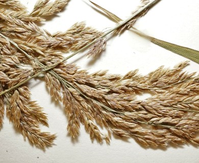 Arctagrostis arundinacea