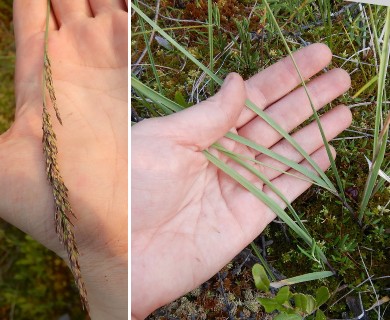 Arctagrostis latifolia