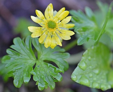 Arcteranthis cooleyae