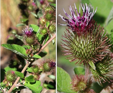 Arctium minus