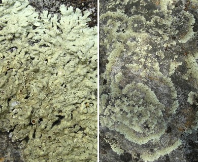 Arctoparmelia centrifuga