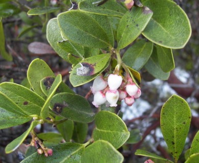 Arctostaphylos X media