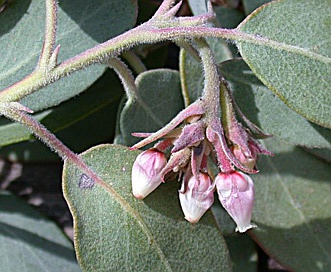 Arctostaphylos canescens