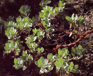 Arctostaphylos columbiana