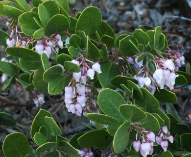 Arctostaphylos densiflora