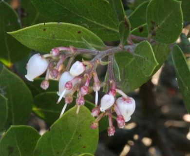 Arctostaphylos hispidula