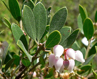 Arctostaphylos hookeri