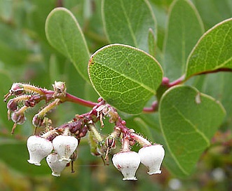 Arctostaphylos insularis