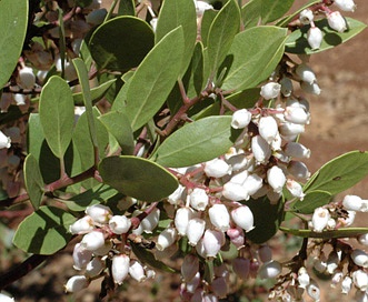 Arctostaphylos manzanita