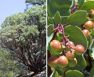 Arctostaphylos mewukka