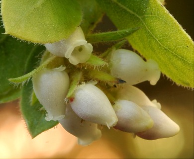 Arctostaphylos montaraensis