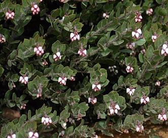 Arctostaphylos myrtifolia