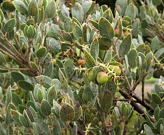 Arctostaphylos obispoensis