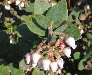 Arctostaphylos pajaroensis