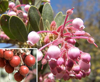 Arctostaphylos pringlei