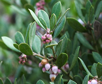 Arctostaphylos pumila