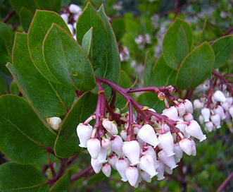 Arctostaphylos rainbowensis