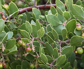 Arctostaphylos rudis