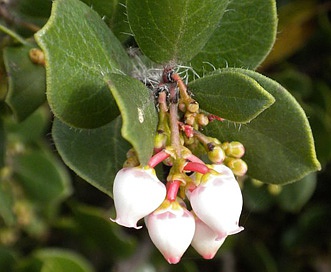 Arctostaphylos sensitiva