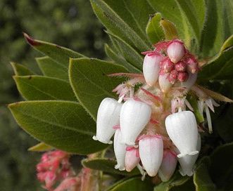 Arctostaphylos virgata