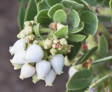 Arctostaphylos viridissima