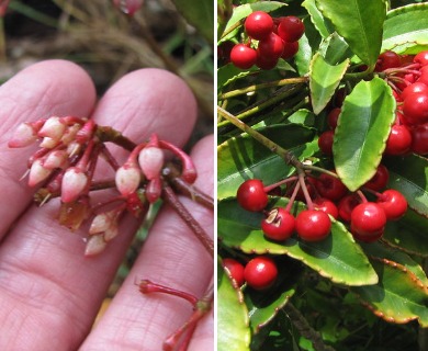 Ardisia crenata