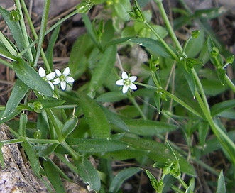 Arenaria lanuginosa