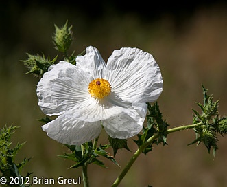 Argemone albiflora