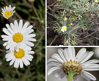 Argyranthemum foeniculaceum